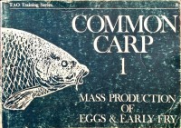 Common Carp 1