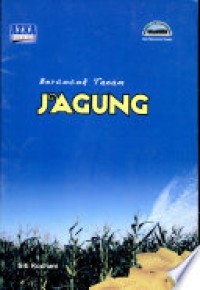 Bercocok Tanam Jagung