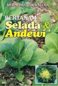 Bertanam Selada & Andewi