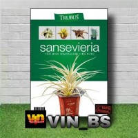 Sansevieria