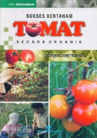 Sukses Bertanam Tomat Secara Organik
